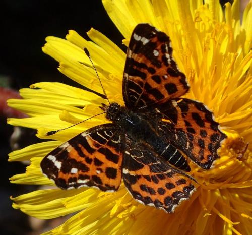 Réf. 230 556 : Araschnia levana